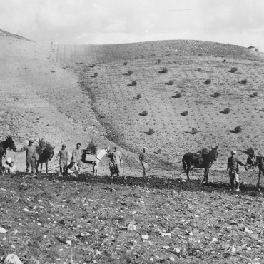 1928. Les pionniers du kibboutz Genigar plantent la future forêt Balfour. © Yosef Shmuel Schweig. KKL-JNF Photo Archive